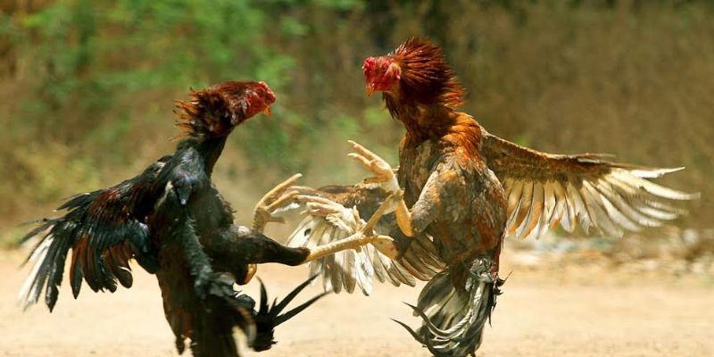 Chọn đá gà LUCK8 mở ra cơ hội thắng lớn