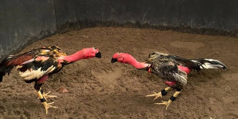 Chọn được gà đá chuẩn là tiêu chí hàng đầu