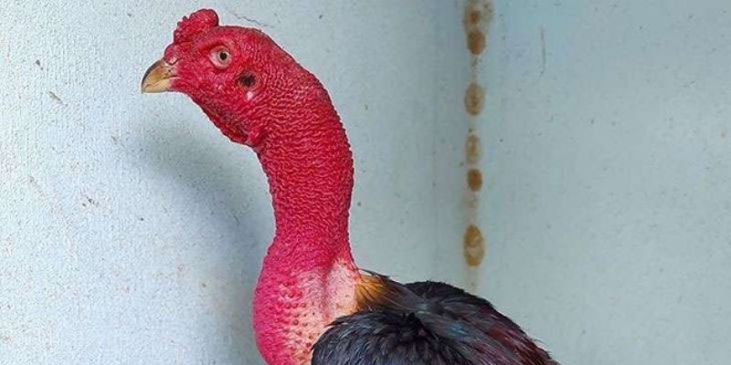 Cổ là phần quan trọng để đánh giá sức mạnh