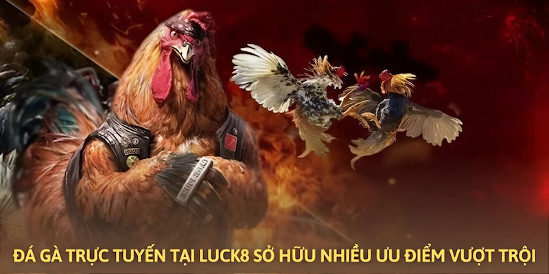 Ảnh minh họa: Đá gà trực tuyến tại Luck8 sở hữu nhiều tính năng siêu việt