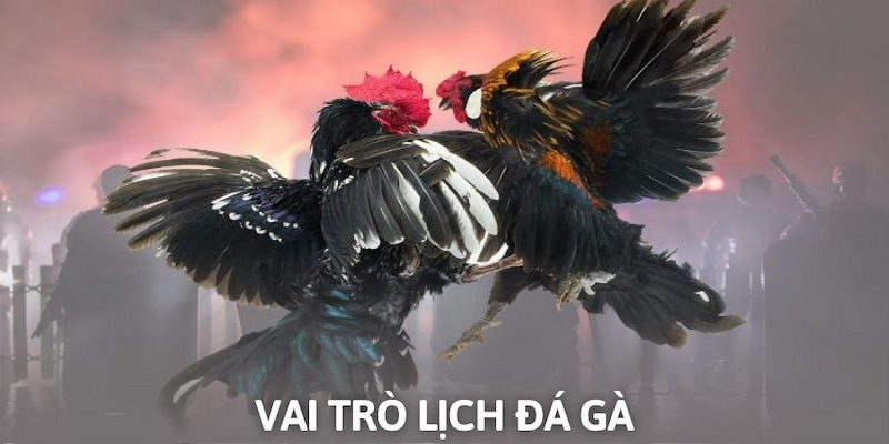 Ảnh minh họa: Vai trò của lịch đá gà