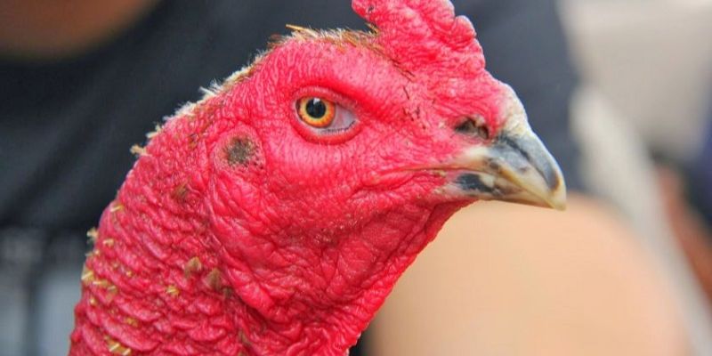 Mỏ tốt có thể tấn công được đối phương