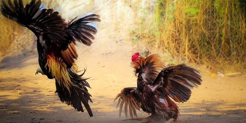 Tìm hiểu kỹ về trận đấu bạn định tham gia sắp tới