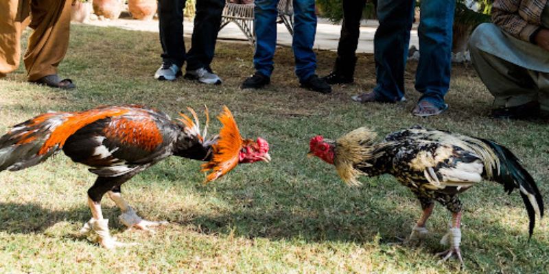 Tái hiện lại được những cú đá khốc liệt