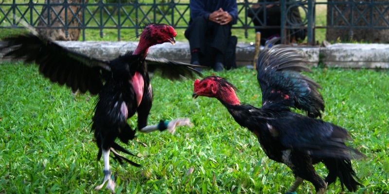 Thiết kế không gian sống để chiến kê thoải mái