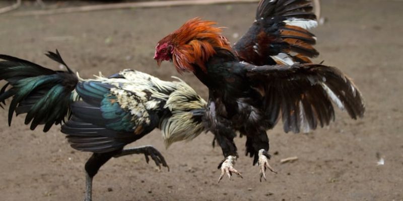 Trường hợp hoà là khám hiếm trong loại hình này