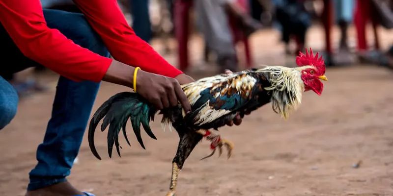 Đá gà LUCK8 - Bí Kíp Chọn Gà Chuẩn Không Cần Chỉnh