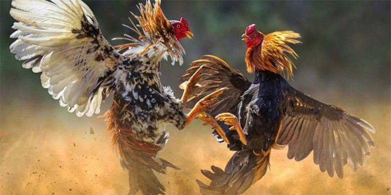 Hướng Dẫn Chơi Đá Gà Trực Tiếp Tại LUCK8 Từ A Đến Z