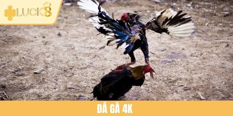 Đá Gà 4K - Sân Chơi Giải Trí Cuồng Nhiệt Tại Nhà Cái LUCK8