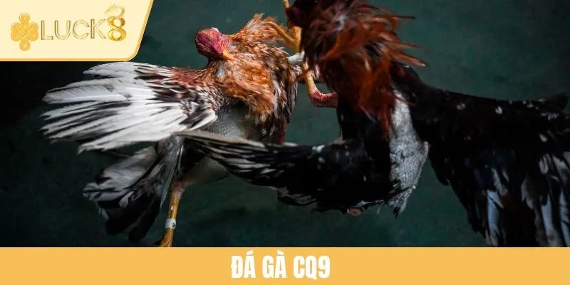 Sảnh Đá Gà CQ9 - Bí Quyết Cá Cược Đỉnh Cao Tại LUCK8