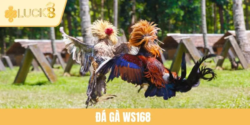 Sảnh Đá Gà WS168 - Tâm Điểm Của Những Trận Chiến Nảy Lửa